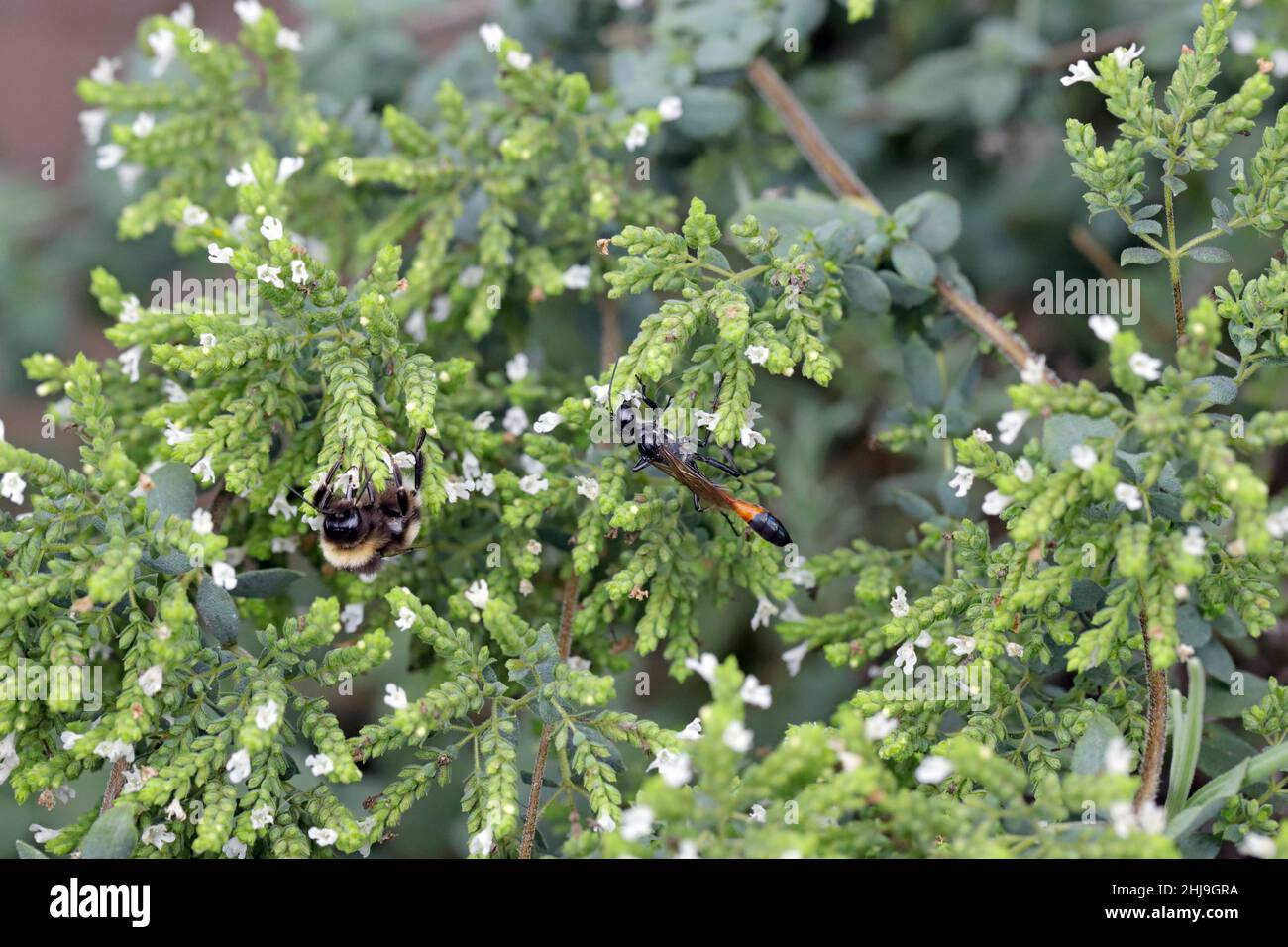 Wild bees on ornamental sheds and flowering herbs (Greek oregano) in the garden. Stock Photo