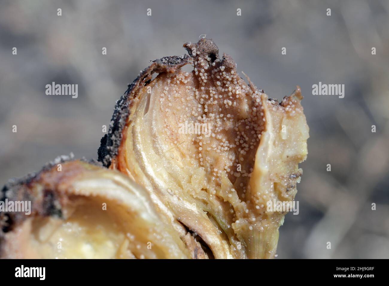 Onion damaged by fungal disease caused by Fusarium oxysporum. It causes the rotting of onions on which mites appear and their natural enemies. Stock Photo