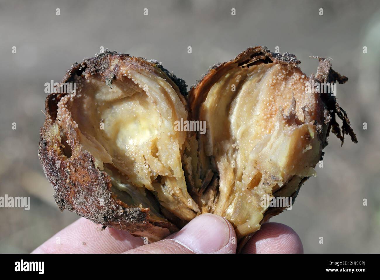 Onion damaged by fungal disease caused by Fusarium oxysporum. It causes the rotting of onions on which mites appear and their natural enemies. Stock Photo