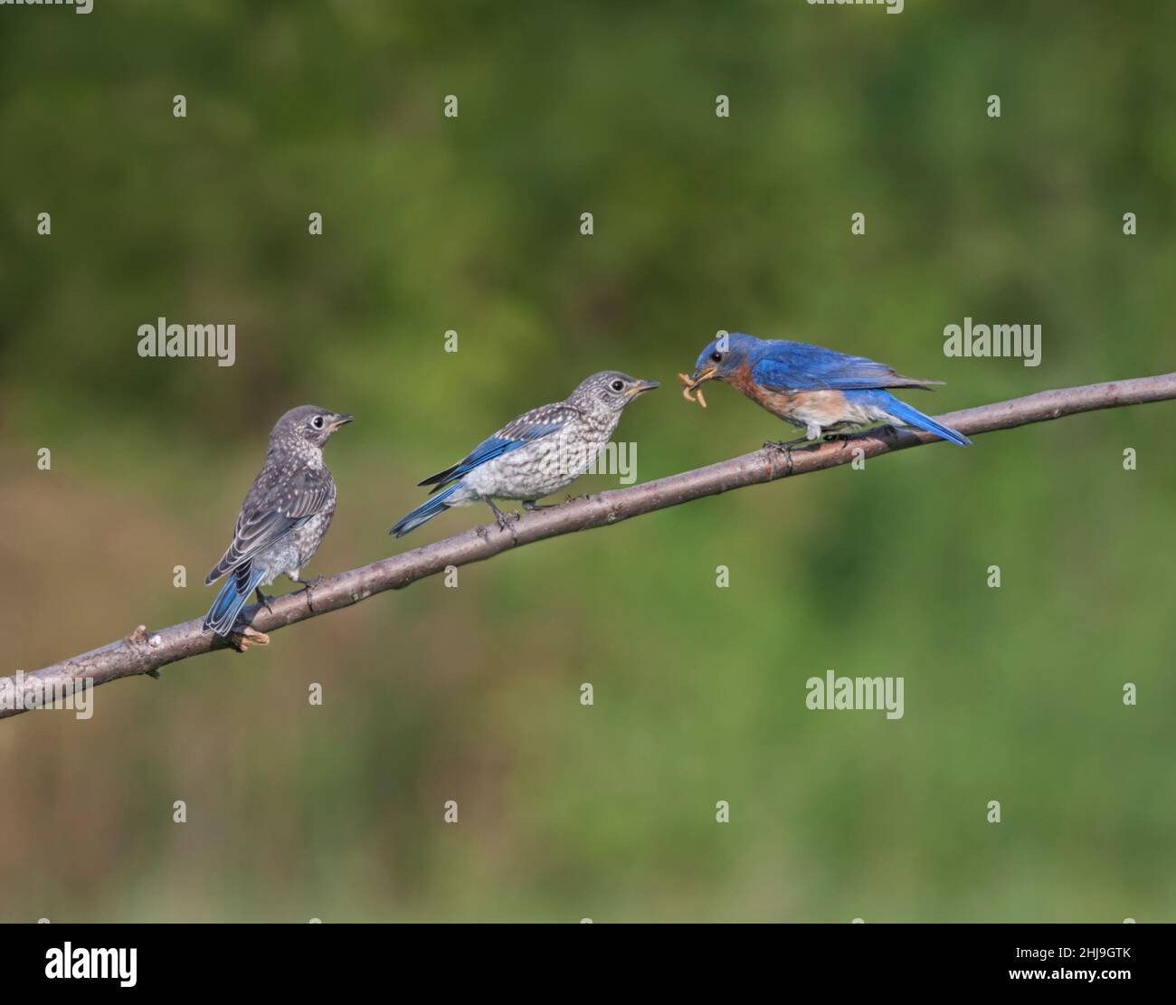 Male Eastern Bluebird Preparing to Feed Babies Stock Photo