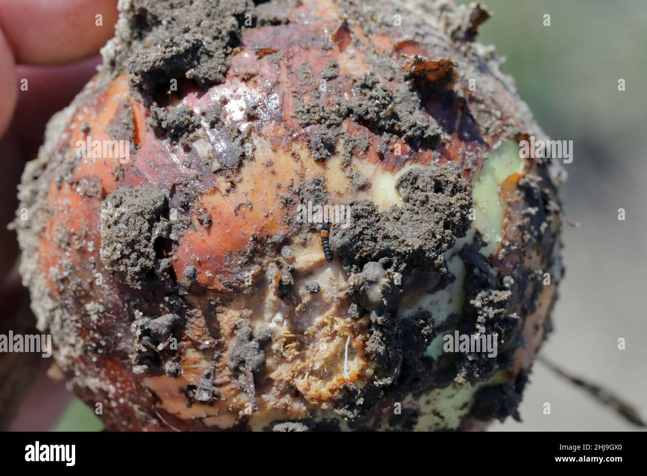 Onion damaged by Delia antiqua, commonly known as the onion fly and Eumerus strigatus or lesser bulb fly, are a cosmopolitan pests of crops. Stock Photo