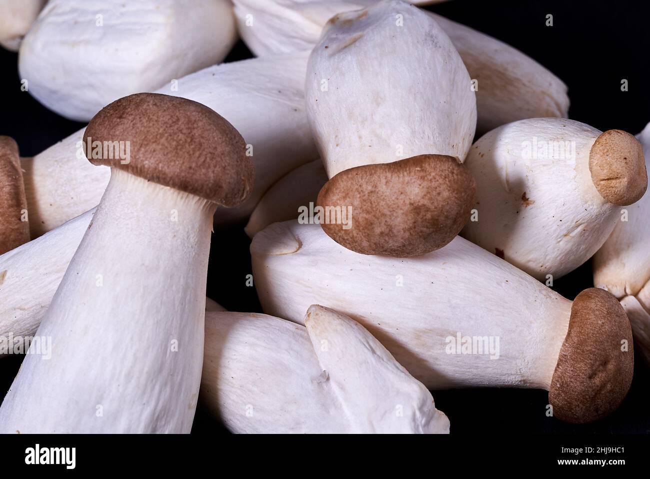 Pleurotus eryngii is an edible mushroom native to Mediterranean regions of Europe but also grown in many parts of Asia Stock Photo