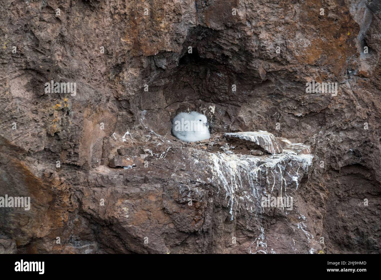 Fulmar chick, Fulmarus glacialis,  at nest site on cliffs, Eshaness in Northmavine on Mainland Shetland Stock Photo