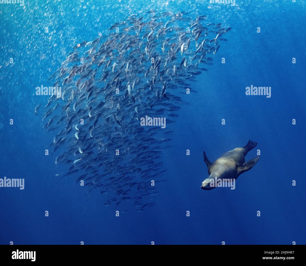 A California Sea Lion, Zalophus californianus, herds a school of Pacific Mackerel, Scomber japonicus, into a tight ball. Magdalena Bay, Baja Californi Stock Photo