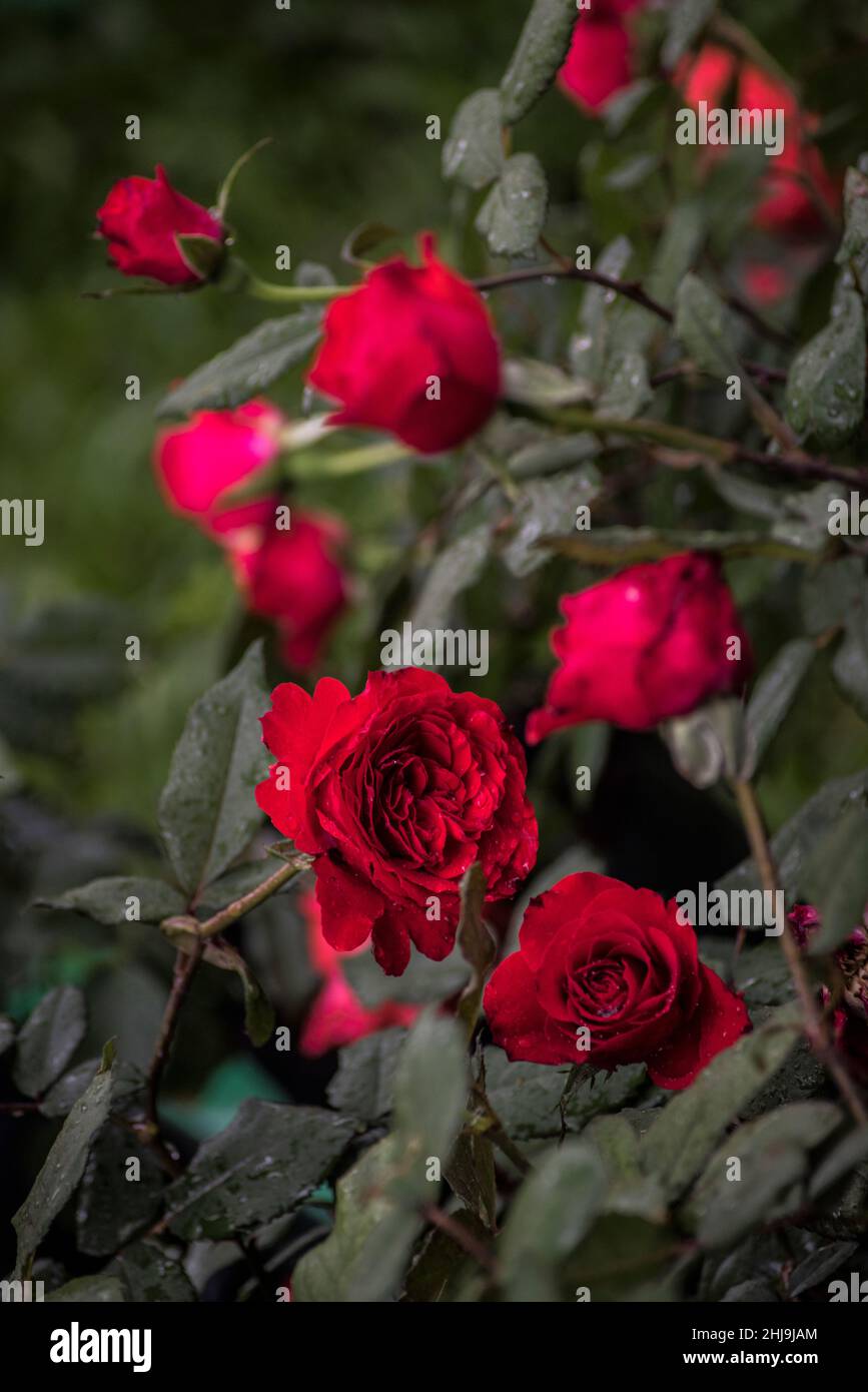 Rose Paggy Rockefeller, attractive shrub with beautiful, double carmine-red with darker edges Stock Photo