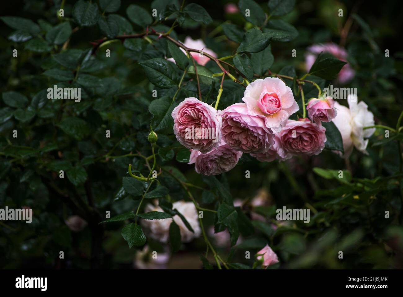 English Rose William Morris, is a tall, attractive shrub with beautiful, double, apricot-pink flowers in rosette shape under the rain Stock Photo