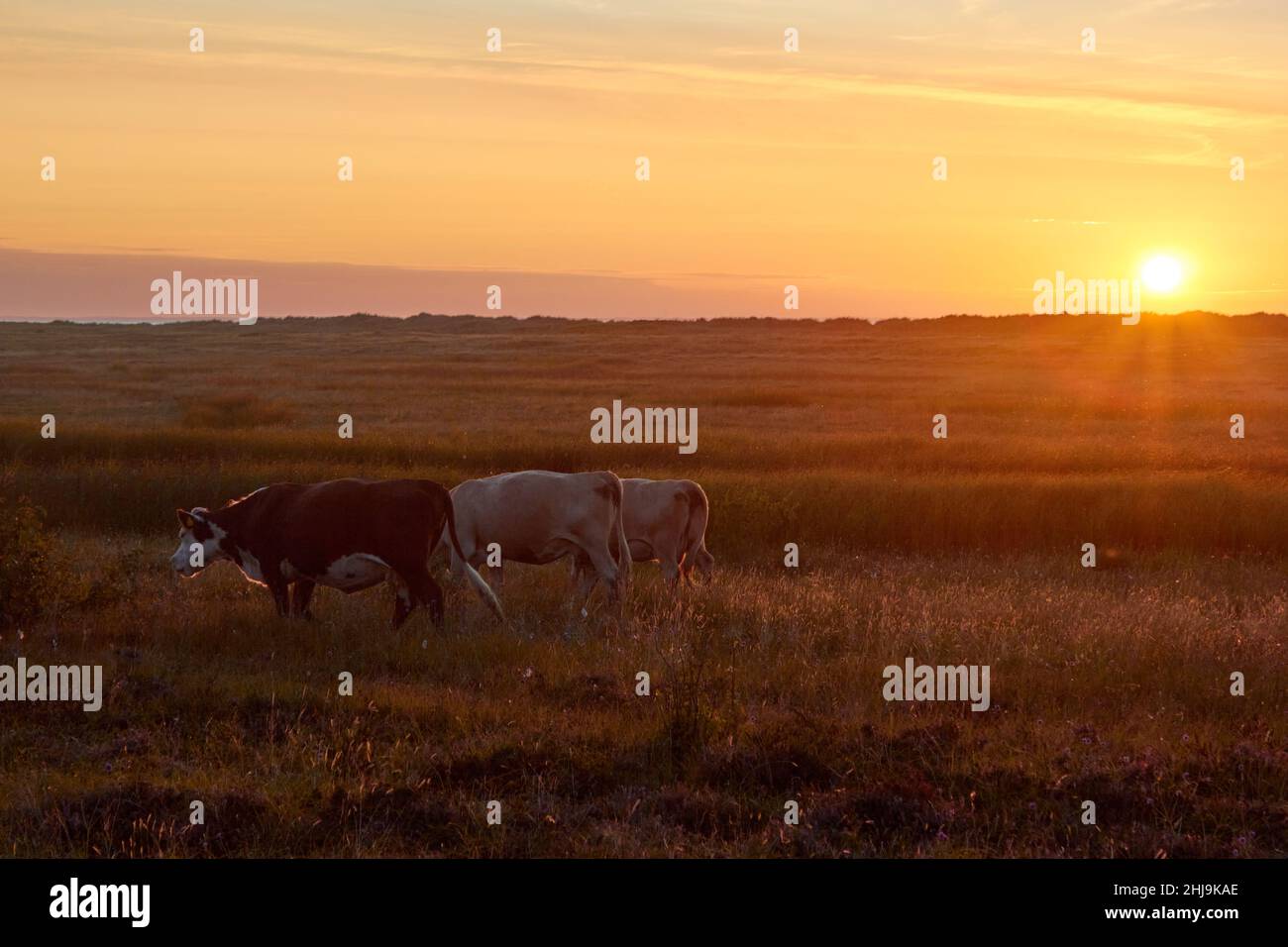 Cows in a field with setting sun; Laesoe, Denmark Stock Photo