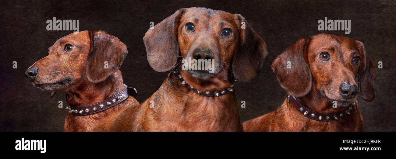 Horizontal composite portrait of a weiner dog with brush strokes.  Dark background. Stock Photo