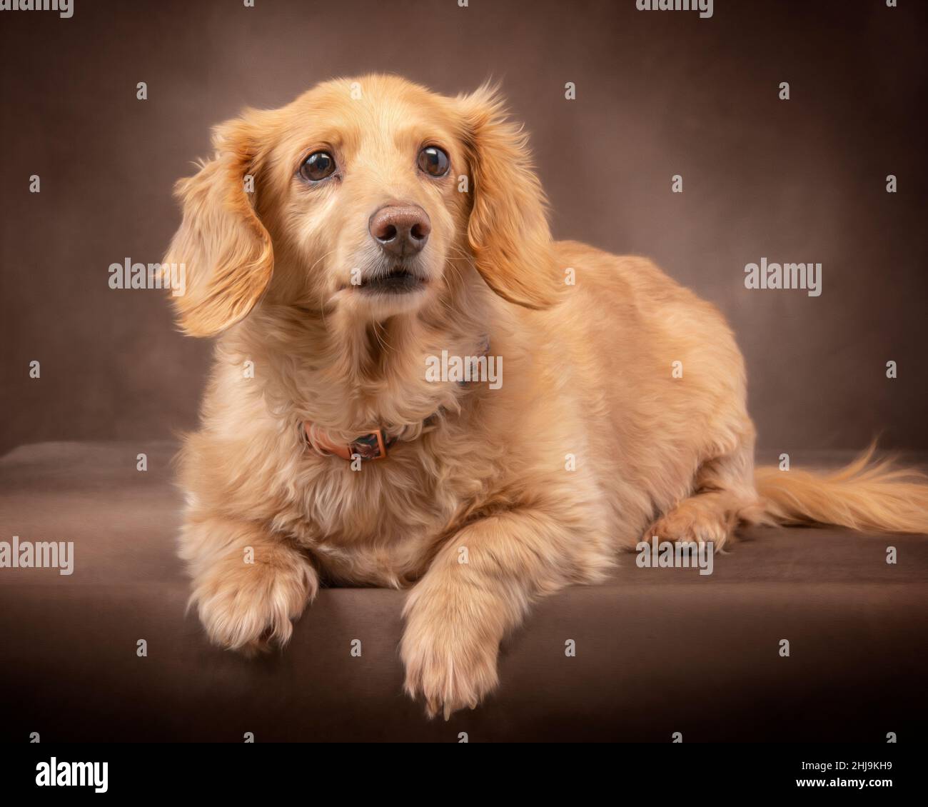 Horizontal shot of a longhaired english cream dachshund posed on a dark brown background looking slightly to the right. Stock Photo