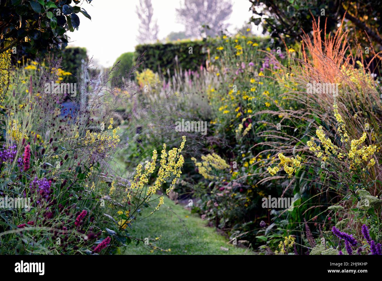 cottage garden,path,pathway,mown path,Verbascum chaixii sixteen candles,yellow flower spikes,spires,mullein,mulleins,persicaria,flowers,nepeta,miscant Stock Photo