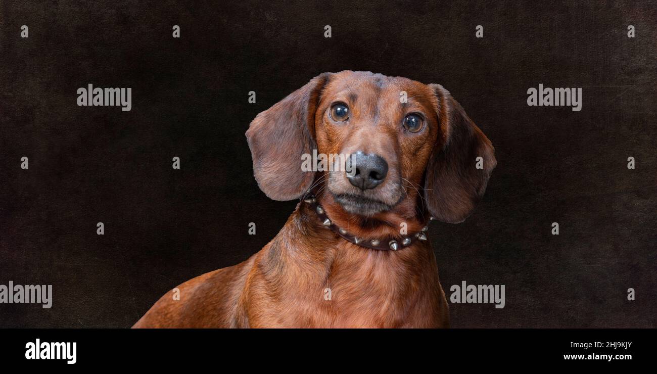Horizontal shot of a mahogany weiner dog on a wide brown background with copy space. Stock Photo