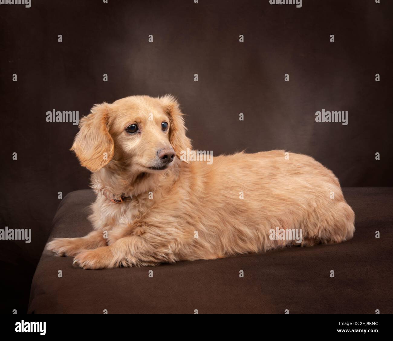 Horizontal shot of a longhaired english cream dachshund posed formally on a dark brown background. Stock Photo