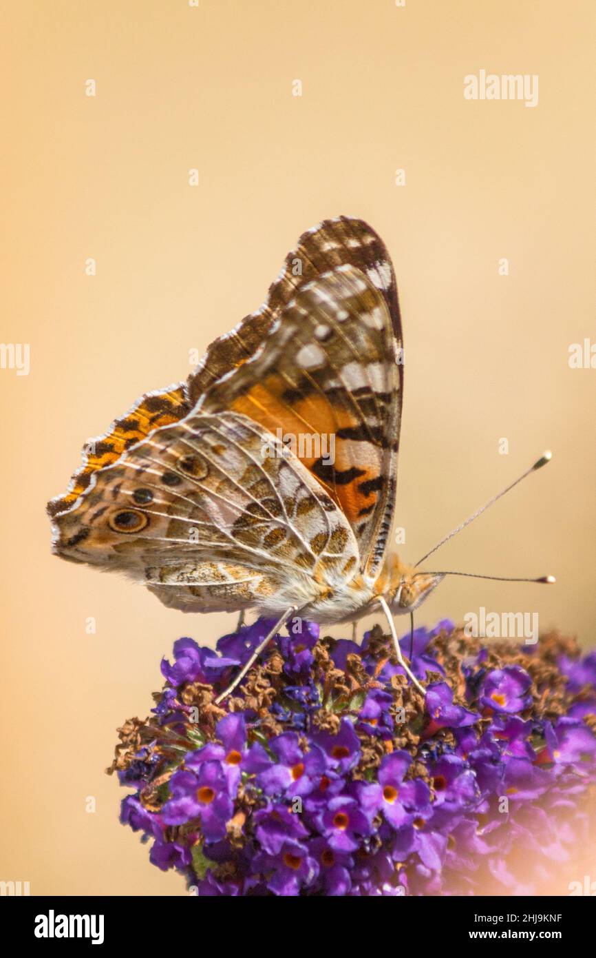 Vanessa cardui, the painted lady colorful butterfly on flower in close-up view. Stock Photo