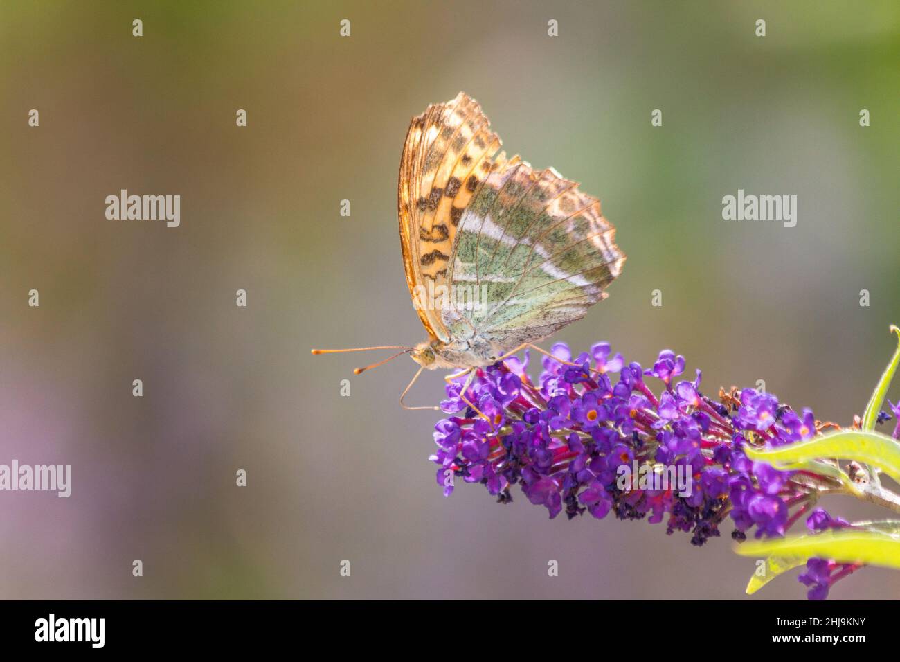 Vanessa cardui, the painted lady colorful butterfly on flower in close-up view. Stock Photo