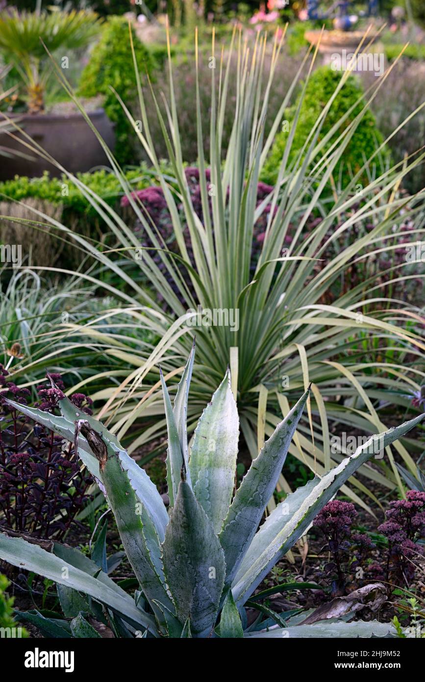 Agave americana,century plant,maguey,American aloe,phormium,new zealand flax,mixed planting scheme,succulent and flax,RM floral Stock Photo