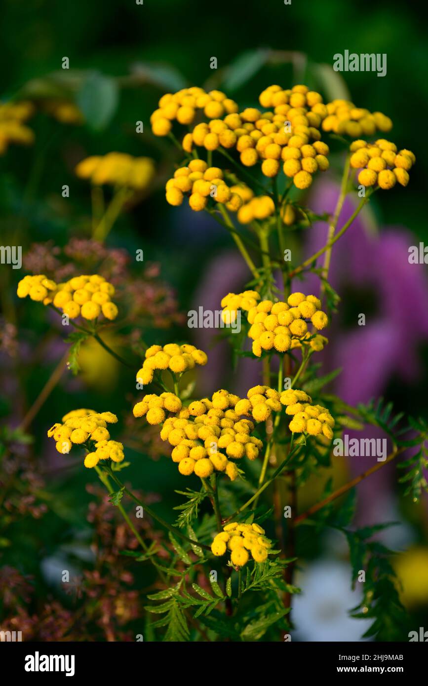 Tanacetum,Tansy,Golden Buttons, Bitter Button,Tanacetum vulgare,golden yellow flowers,flower,flowering,garden,gardens,RM Floral Stock Photo