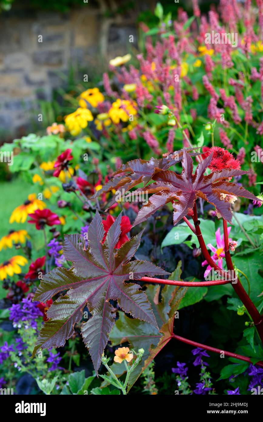 ricinus communis,dark,leaves,foliage,castor oil plant,toxic,poisonous