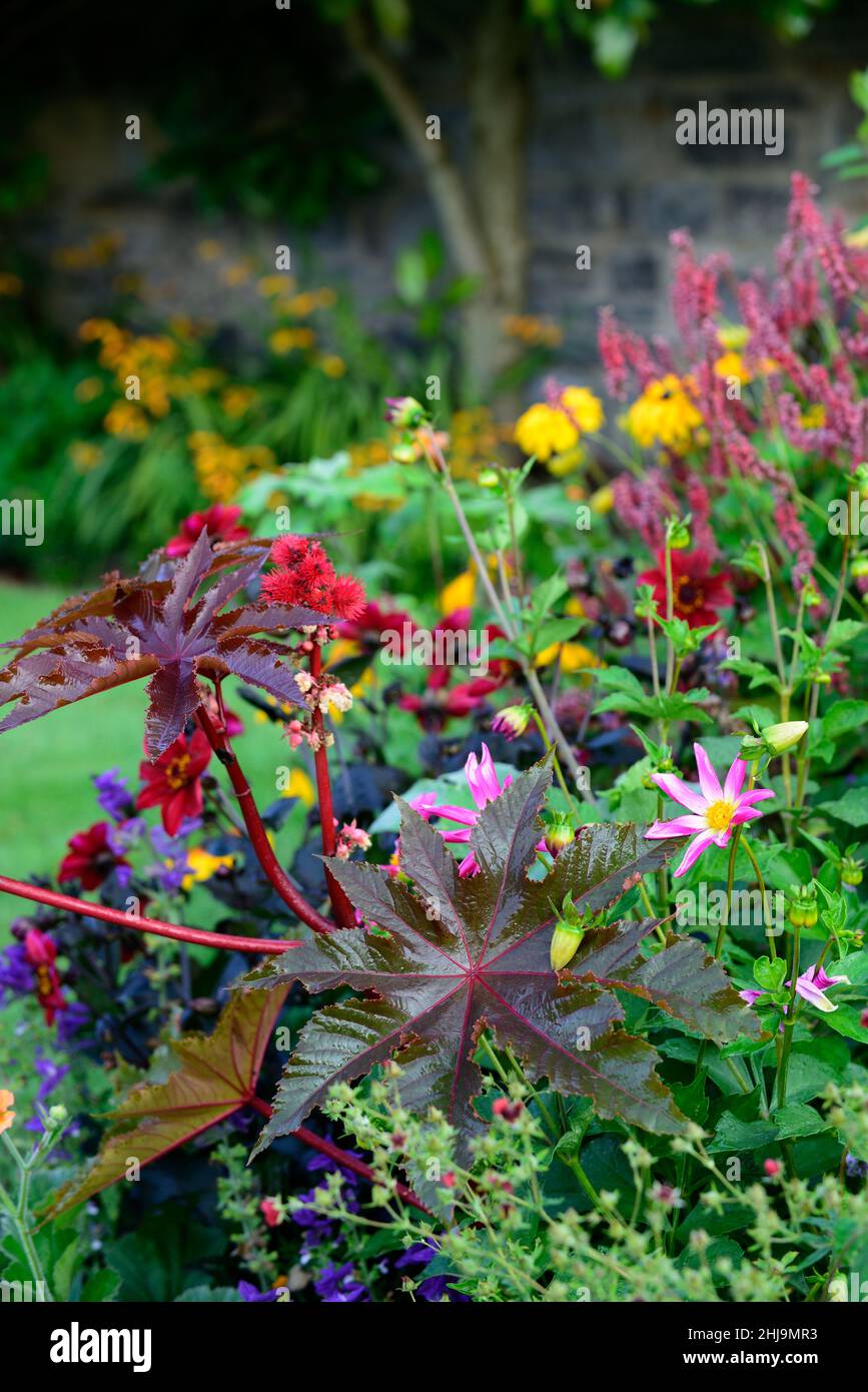 ricinus communis,dark,leaves,foliage,castor oil plant,toxic,poisonous,dahlia,persicaria,yellow and pink red flowers,yellow and red pink planting schem Stock Photo