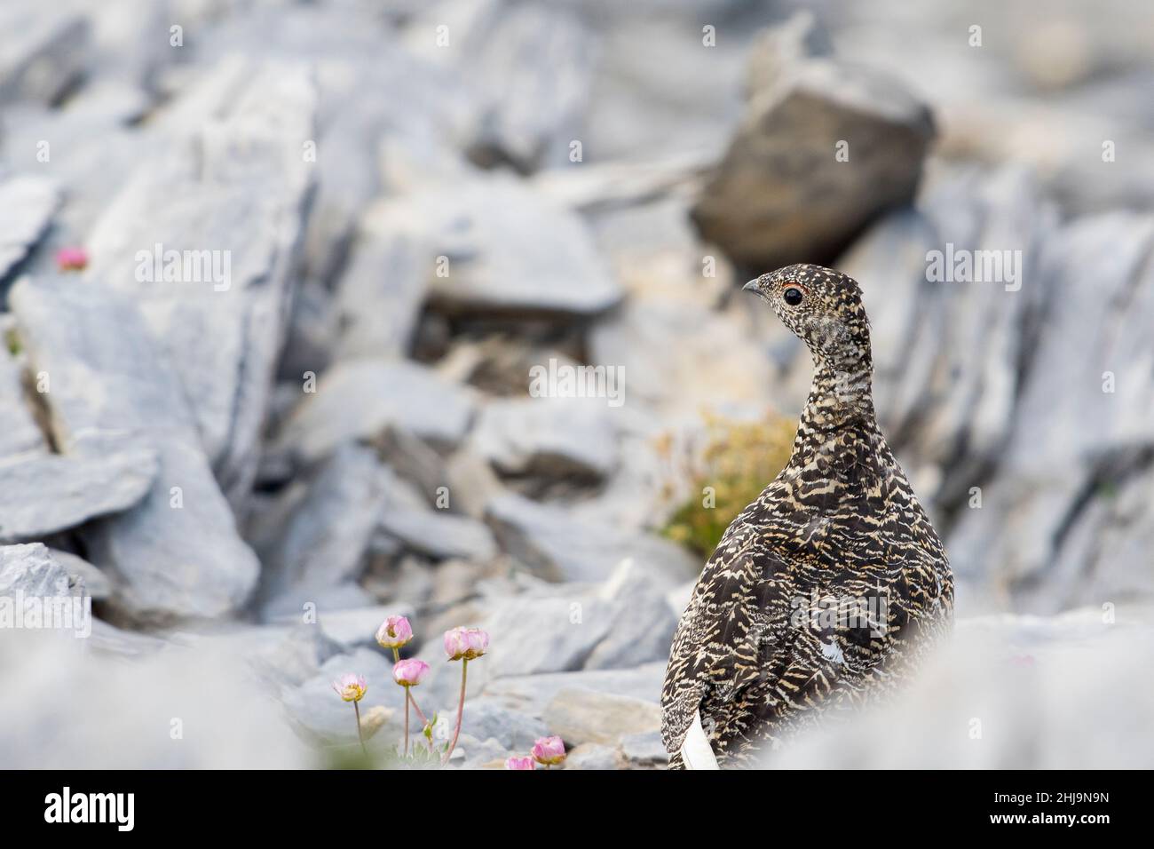 Rock ptarmigan (Lagopus muta), in summer plumage. Stock Photo