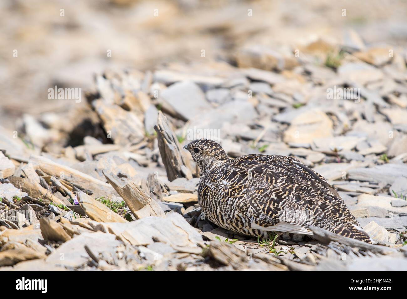 Rock ptarmigan (Lagopus muta), in summer plumage. Stock Photo