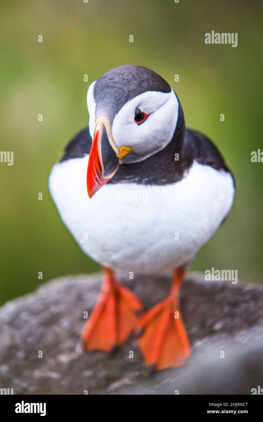 Atlantic puffin (Fratercula arctica), also known as the common puffin ...