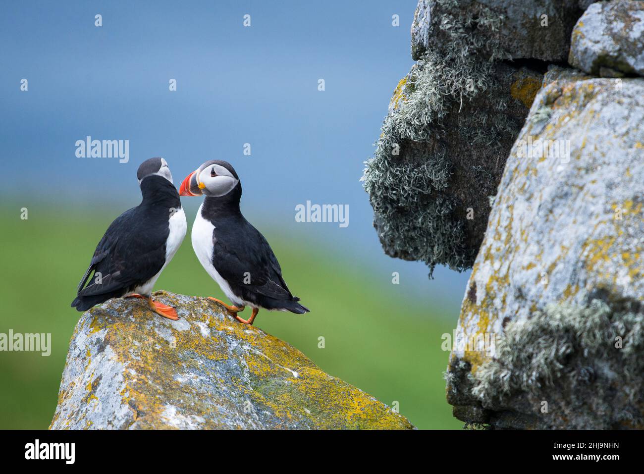 Atlantic puffin (Fratercula arctica), also known as the common puffin Stock Photo