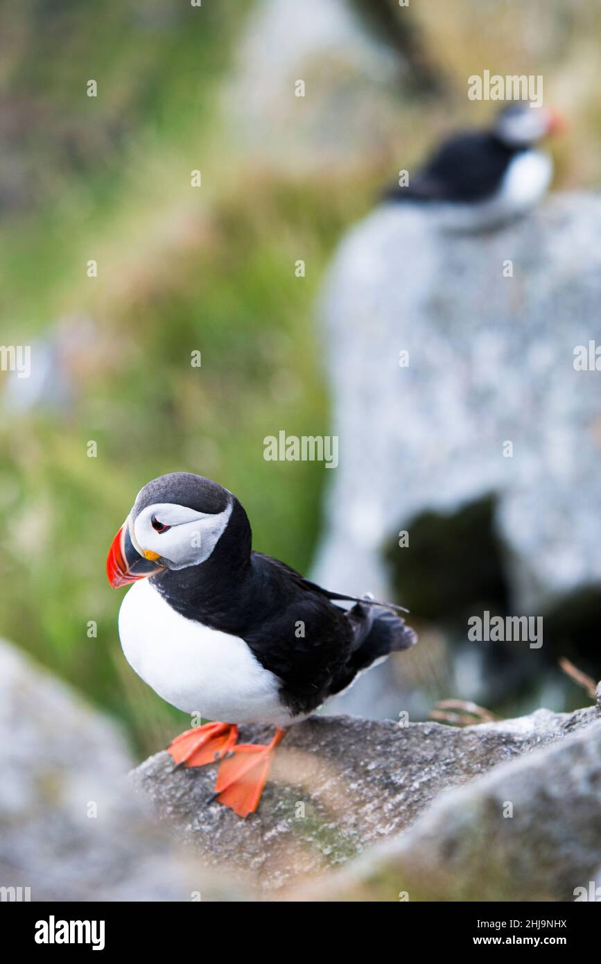 Atlantic puffin (Fratercula arctica), also known as the common puffin Stock Photo