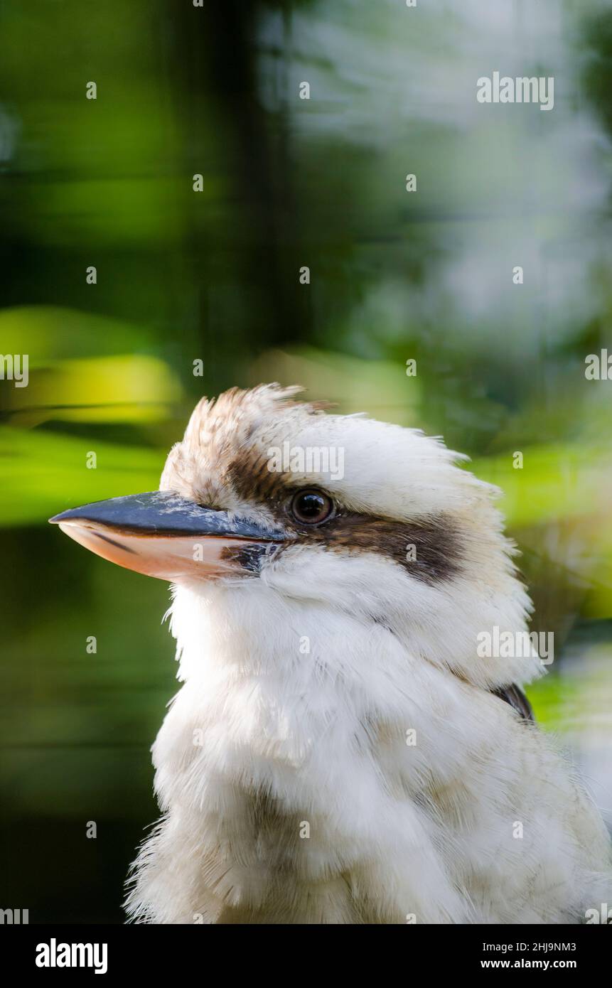 Laughing kookaburra (Dacelo novaeguineae) portrait. Stock Photo