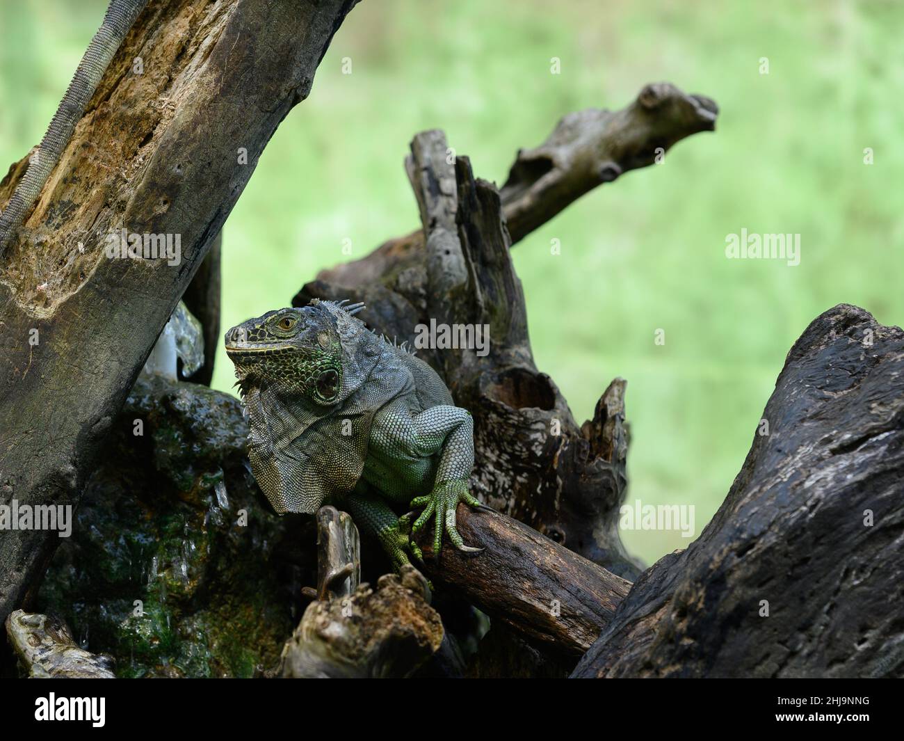 The photo shows a large green iguana in the park on a tree trunk. The ...