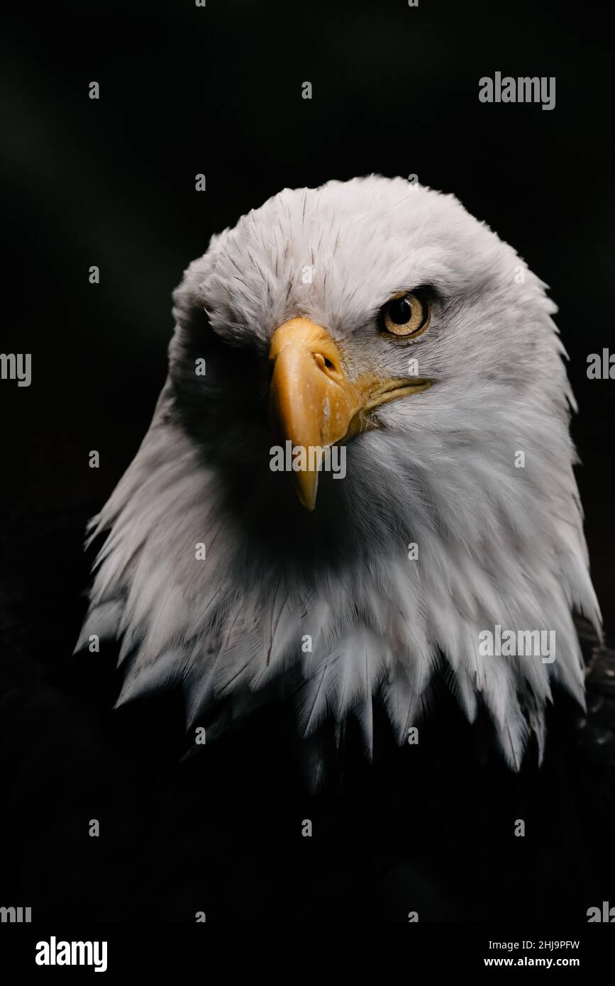 Close up portrait of a Bald Eagle Stock Photo
