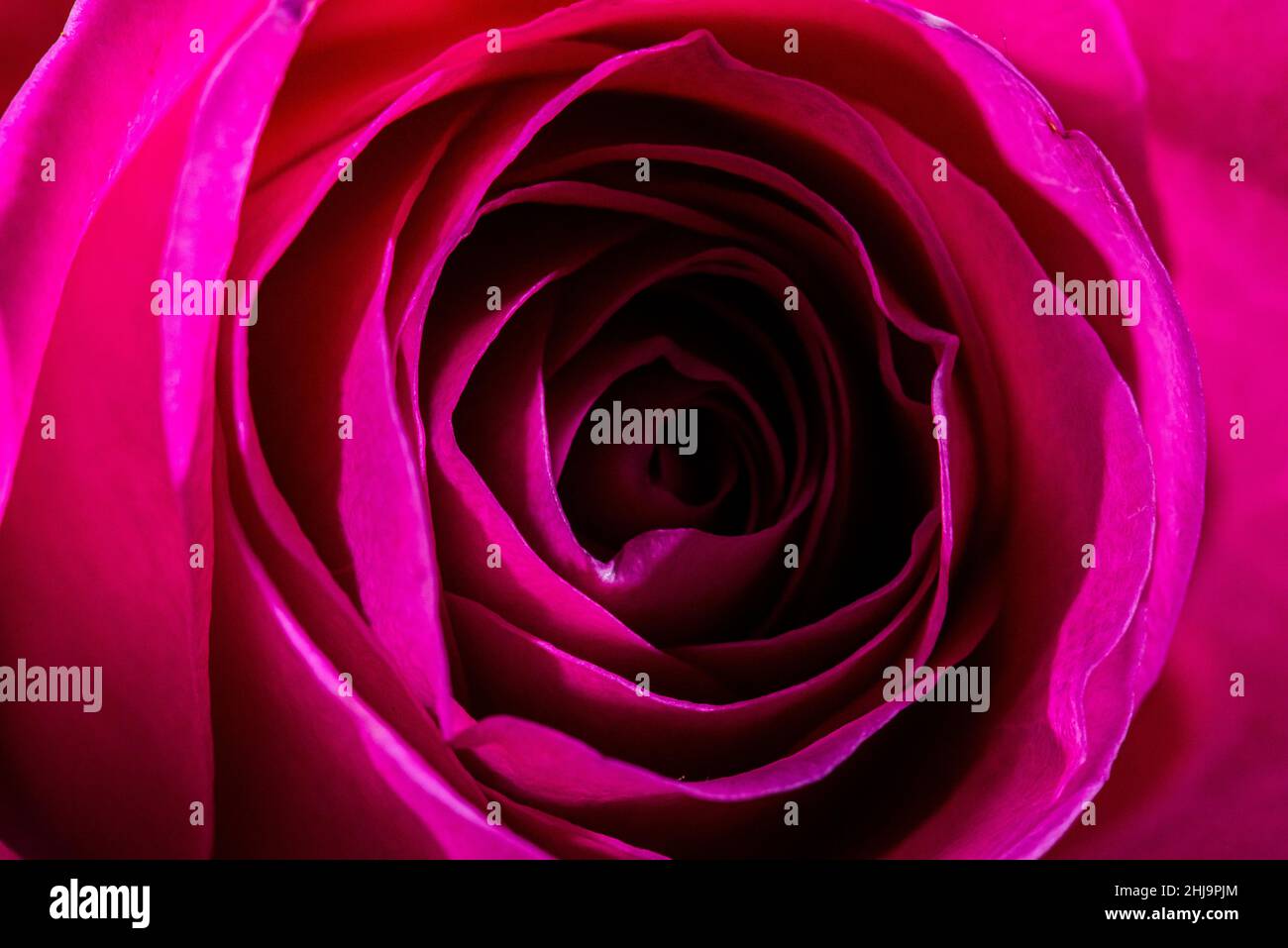 Magenta roses hi-res stock photography and images - Alamy