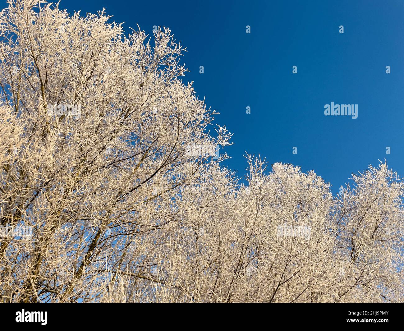 Winterliche Bäume mit Frost bedeckt Stock Photo