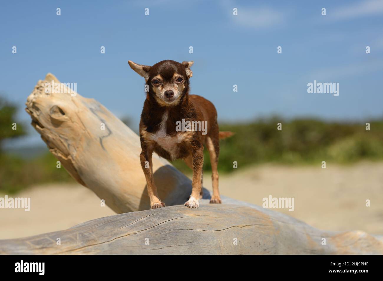 The photo shows a small dog of the Chihuahua breed. The dog is brown. Against the background of the blue sky and there is an animal on a tree trunk. Stock Photo