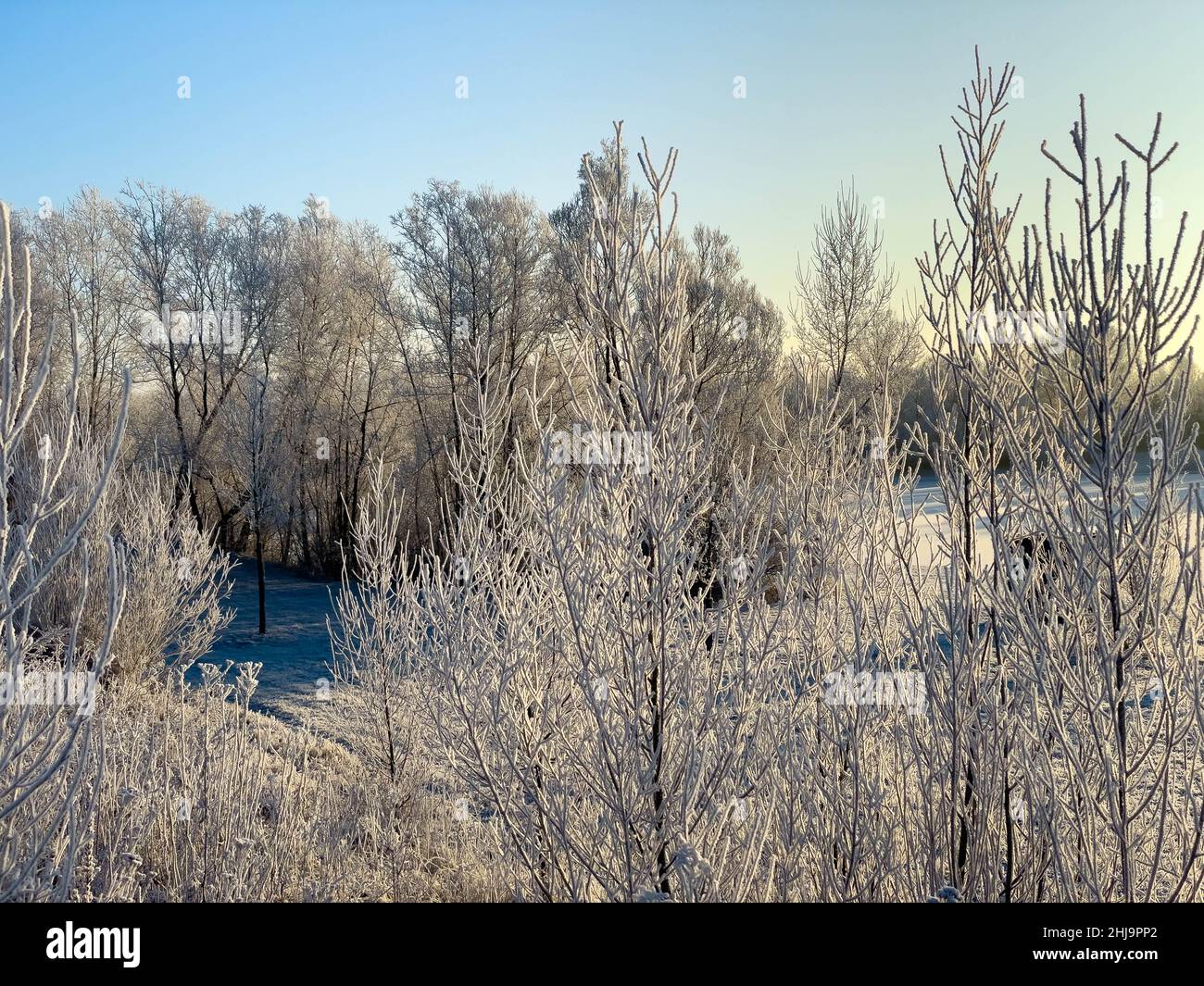 Winterliche Landschaft mit Bäumen Stock Photo
