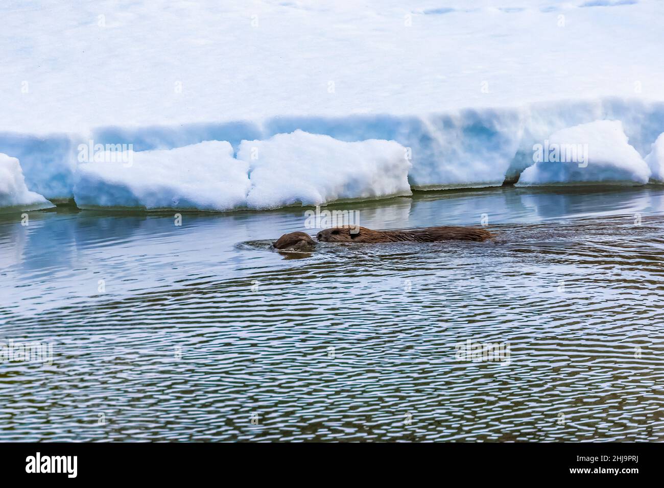 Muskrat swimming in the Snake River within Grand Teton National Park, Wyoming, USA Stock Photo