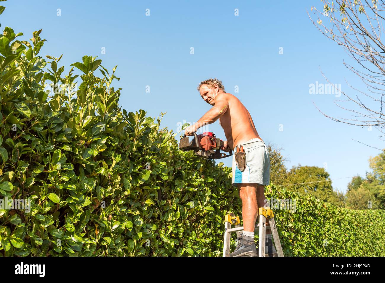Professional Gardener cutting hedge with gasoline hedge trimmer, autumn ...