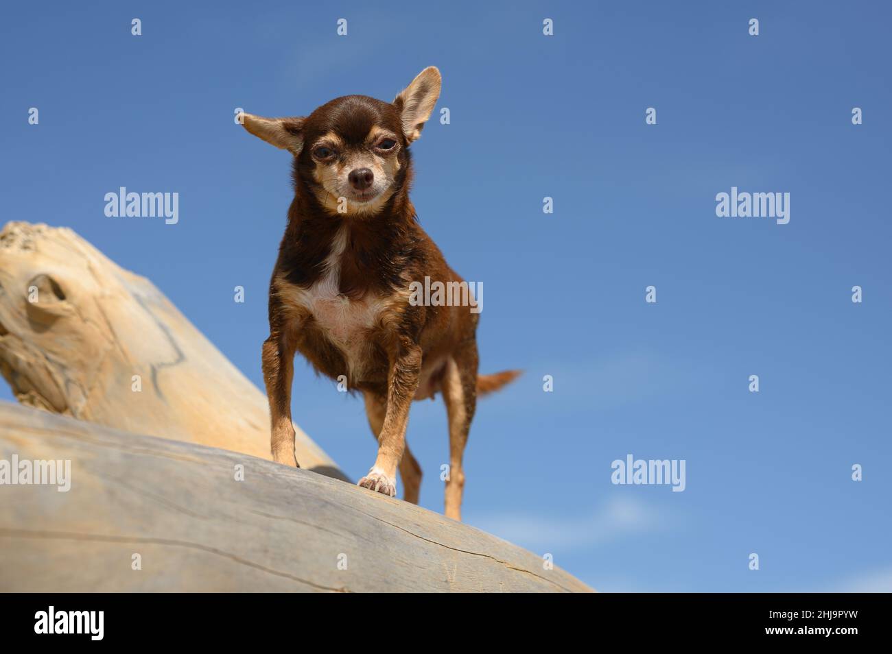 The photo shows a small dog of the Chihuahua breed. The dog is brown. Against the background of the blue sky and there is an animal on a tree trunk. Stock Photo