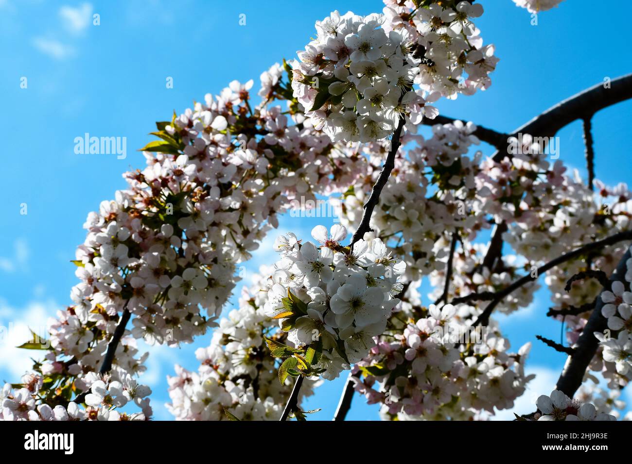 White flowers with a great blue sky and white clouds Stock Photo - Alamy
