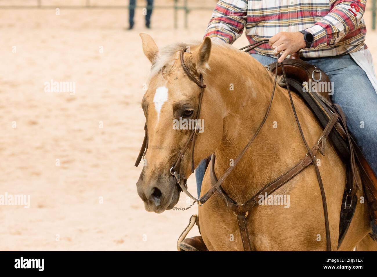 palomino stallion of quarterhorse breed. 909996 Stock Photo at Vecteezy