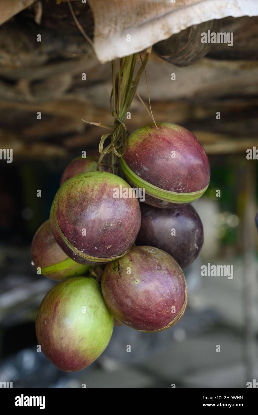 Photo shows several purple tropical fruits. One fruit is cut open and the inside of it is visible. Caimito fruit is native to jungle of Dominican Repu Stock Photo