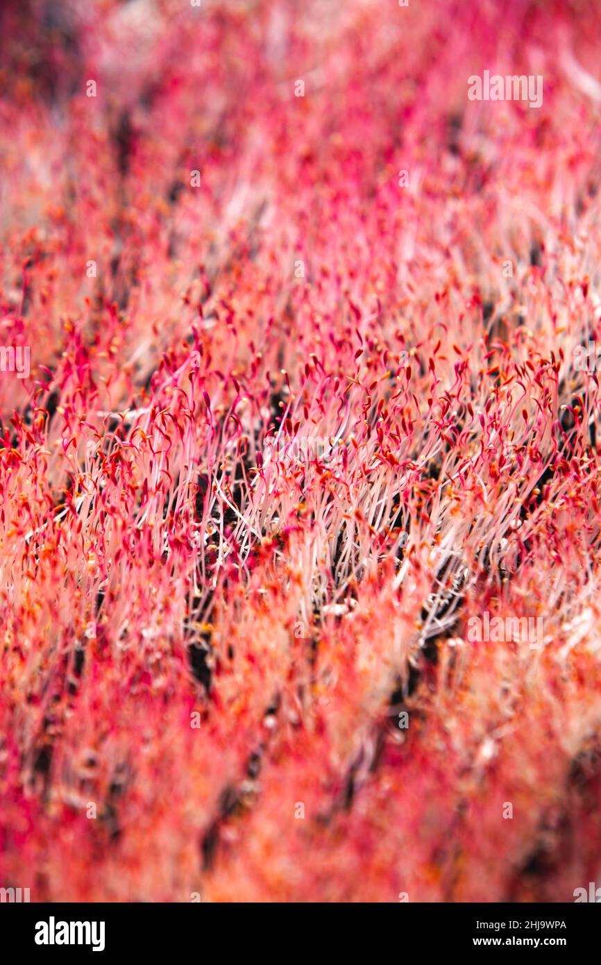Pousse Rouge A closeup picture of edible red radish microgreen vegetable plants ...