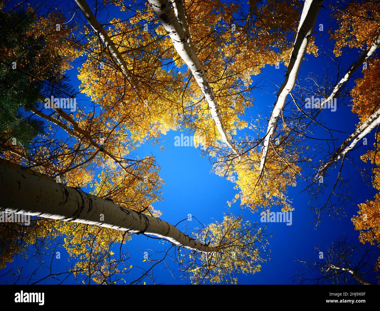 Sky-view of Aspens as they changed colors Stock Photo