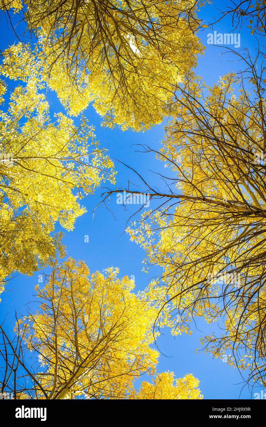 An outdoor photo of a golden yellow aspen tree forest canopy with a blue sky background. Stock Photo