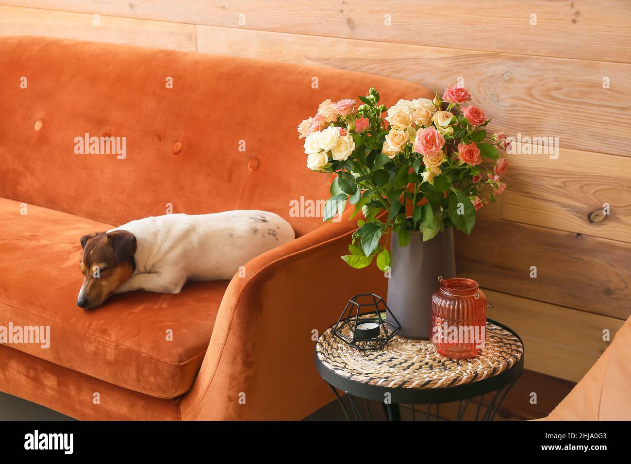 Vase with beautiful roses on table and Jack Russel terrier in living room Stock Photo