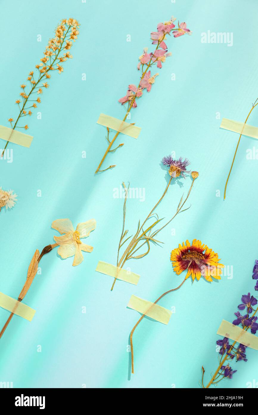 Dried pressed flowers with patches on turquoise background Stock Photo