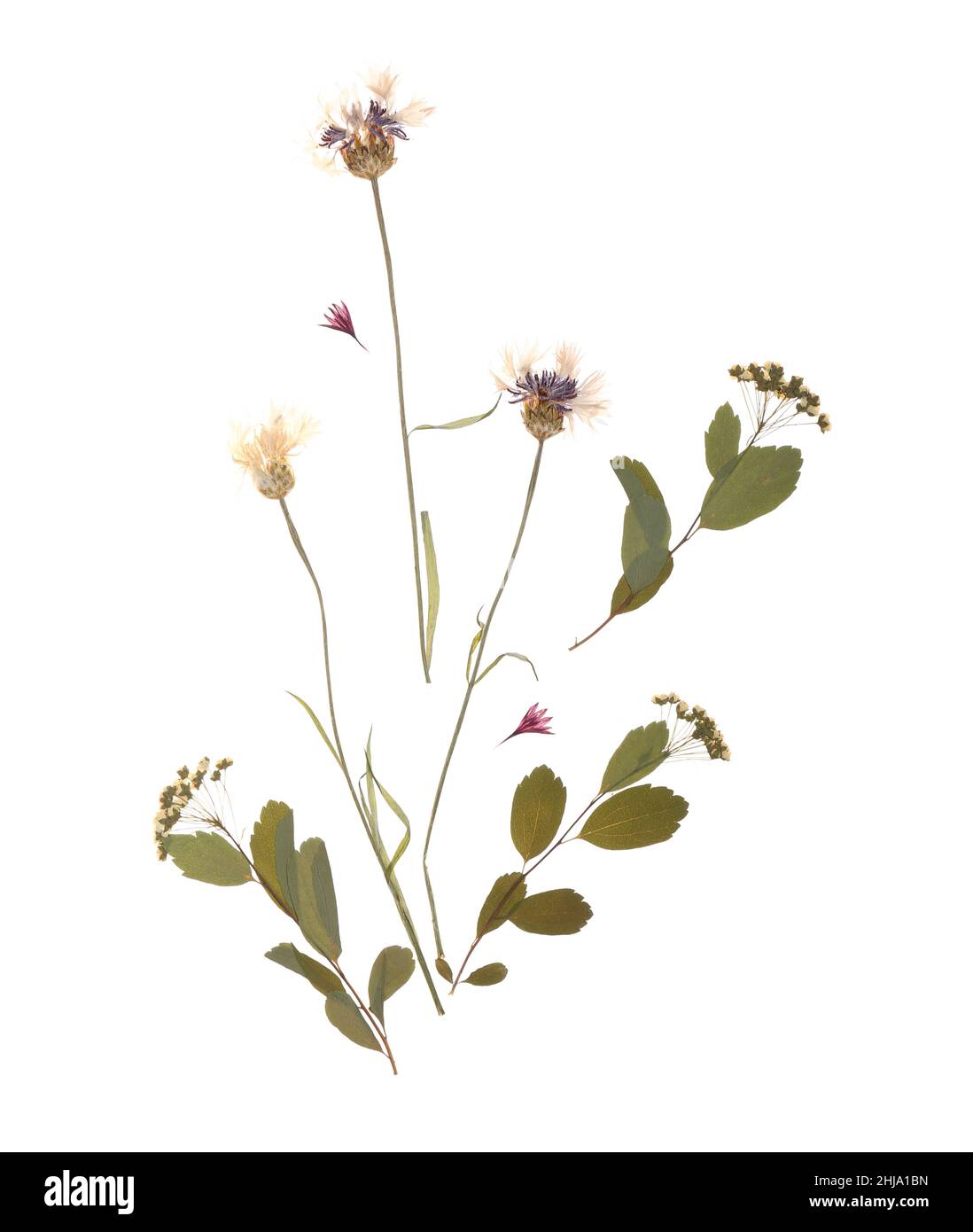 Dried pressed flowers on white background Stock Photo - Alamy