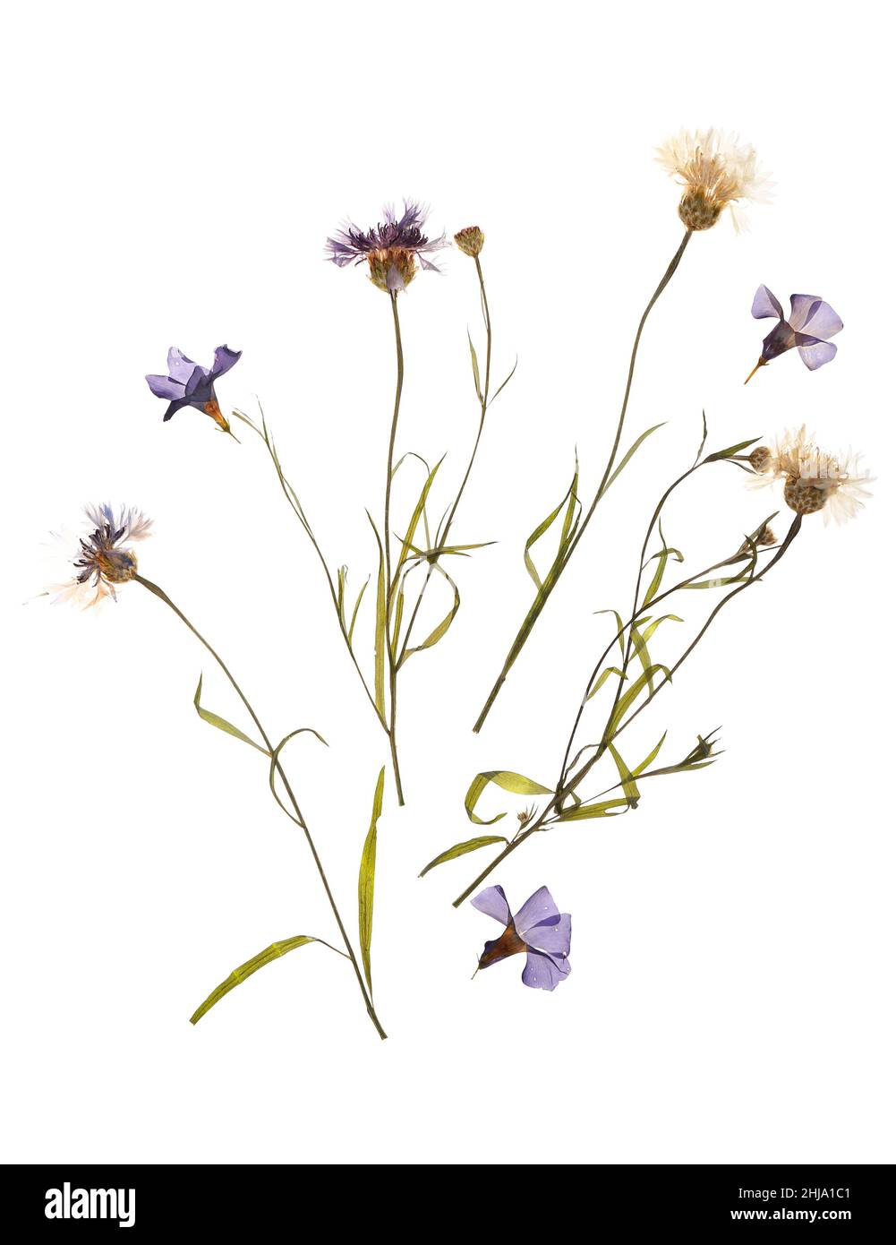 Dried pressed flowers on white background Stock Photo - Alamy