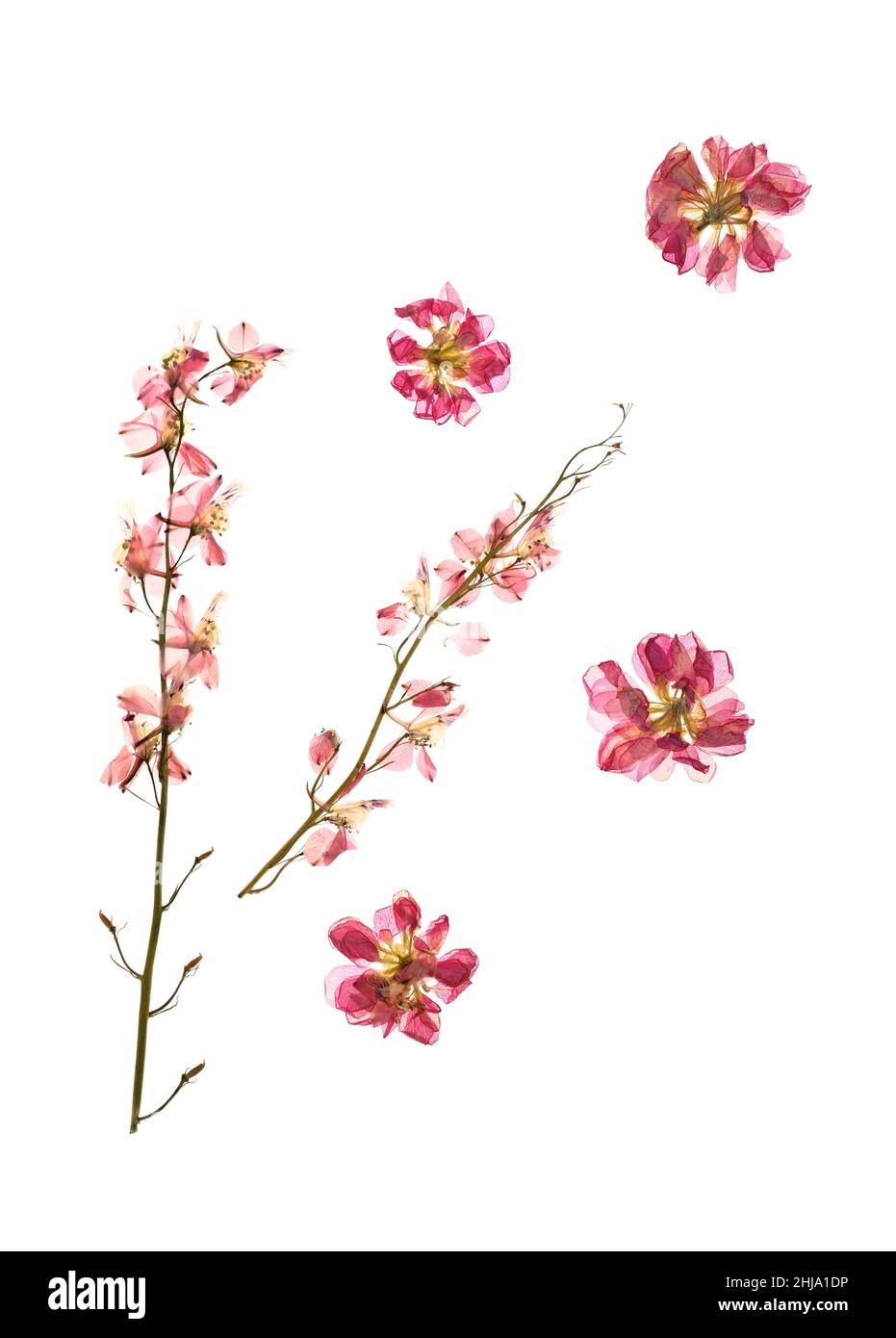 Dried pressed flowers on white background Stock Photo - Alamy