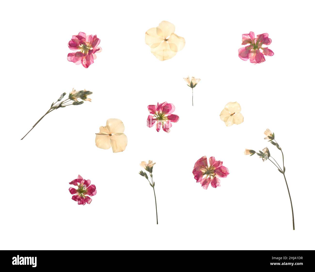 Composition of dried wildflowers isolated on a white background