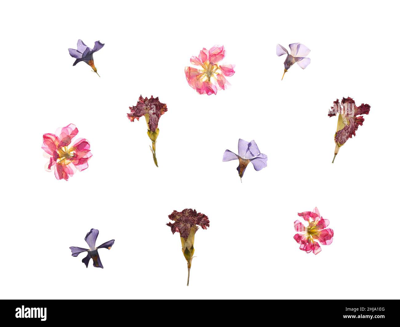 Dried pressed flowers on white background Stock Photo - Alamy